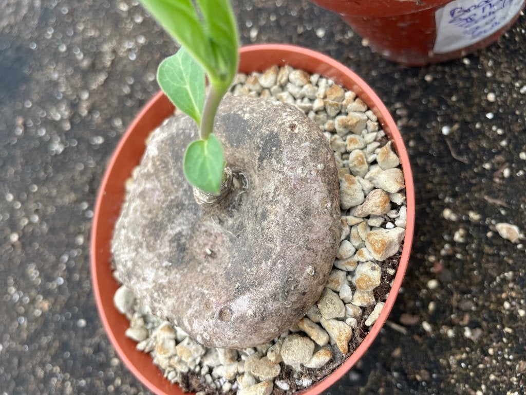 Caudex plant Brachystelma Sp. Nova potmaat 10,5 cm pot., Overige soorten, Ophalen of Verzenden, In pot, Minder dan 100 cm