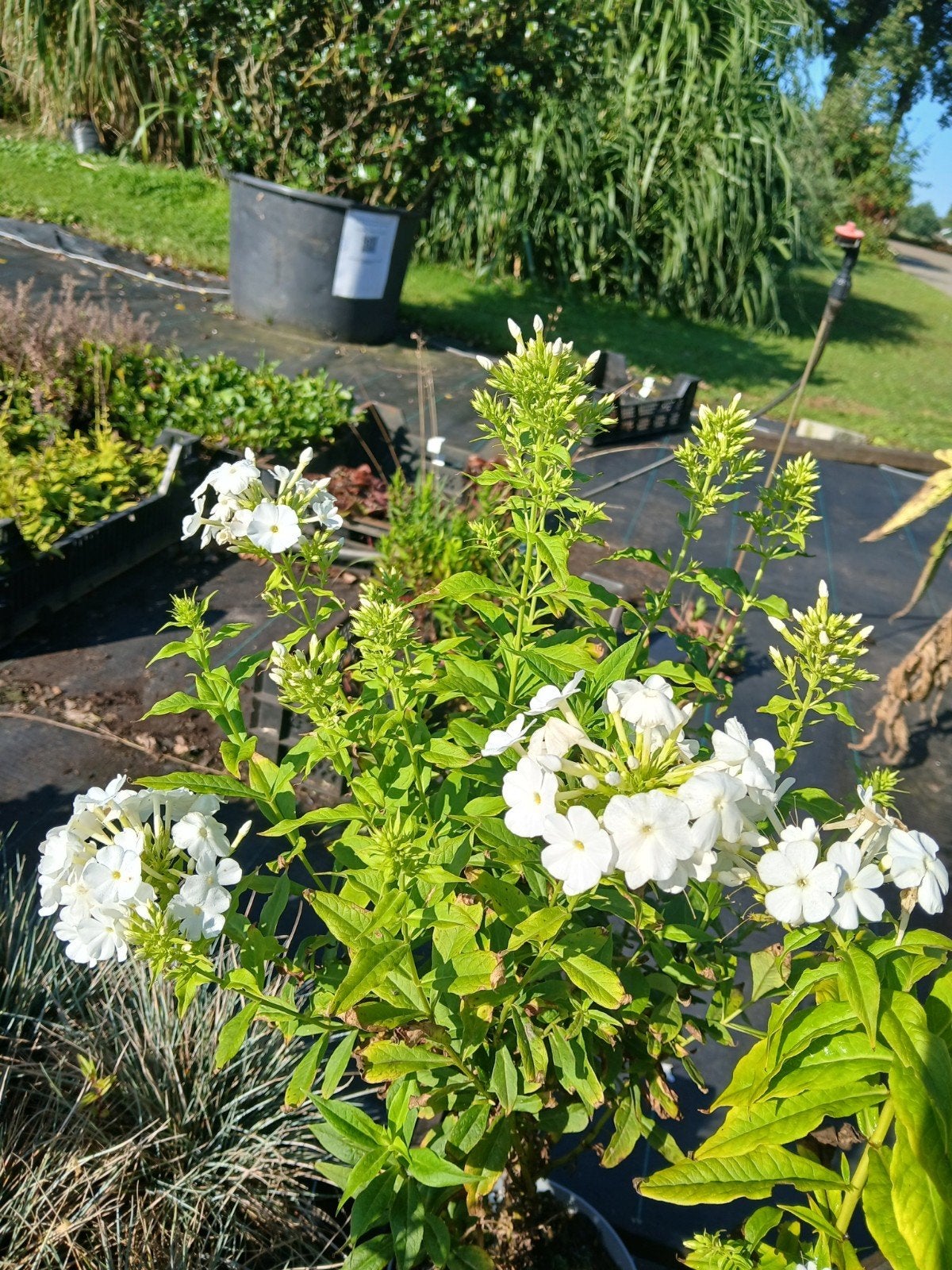 Phlox Paniculata 'David' - Witte Vlambloem in 2L pot, Overige soorten, Volle zon, Vaste plant, Ophalen of Verzenden