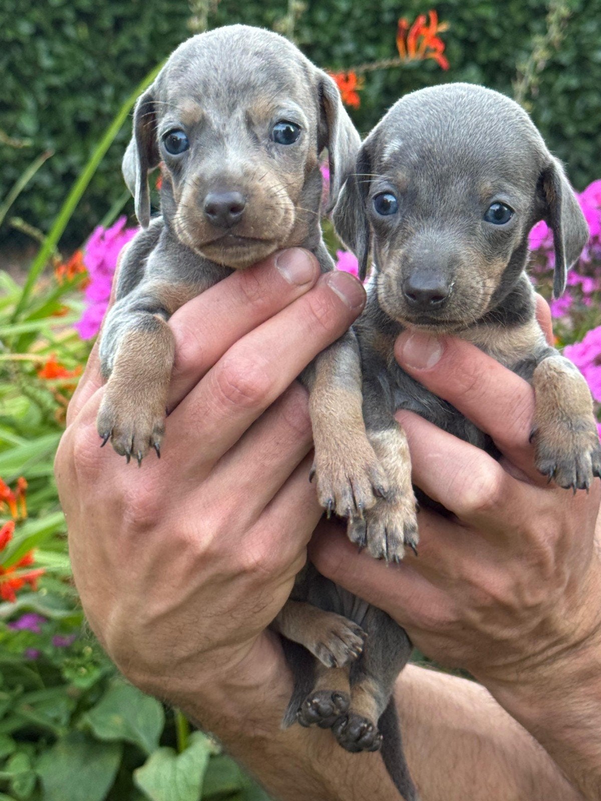 te koop dwerg tekkel pups blue en tann merle, Parvo, 8 tot 15 weken, Korthaar, Dwerg