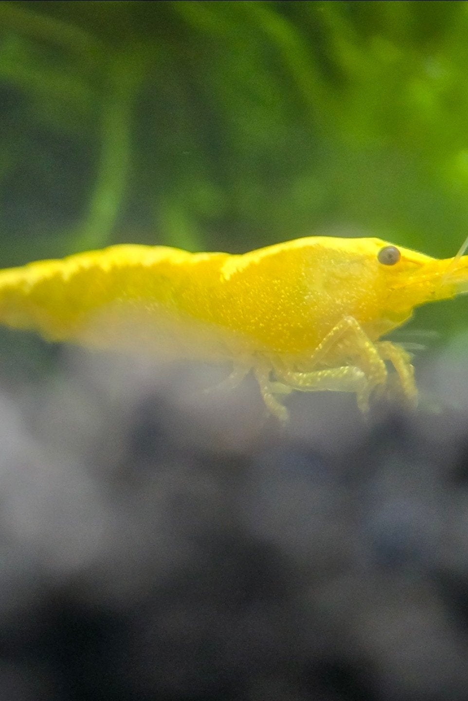 Gele garnalen. Yellow backstripe. Yellow fire, Dieren en Toebehoren, Kreeft, Krab of Garnaal