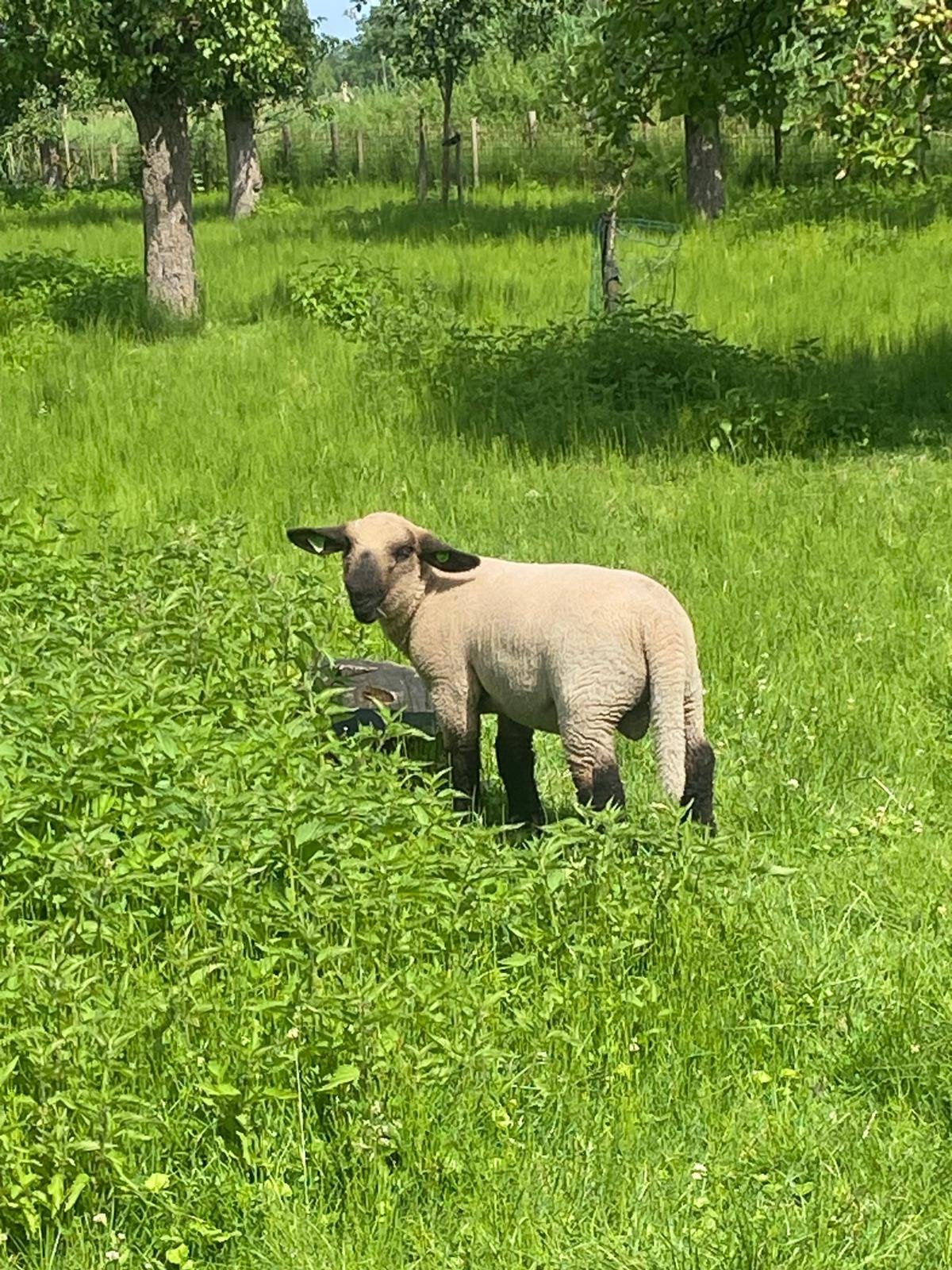 Hampshire Down ram lam, Dieren en Toebehoren, Schapen, Geiten en Varkens, Schaap, Mannelijk