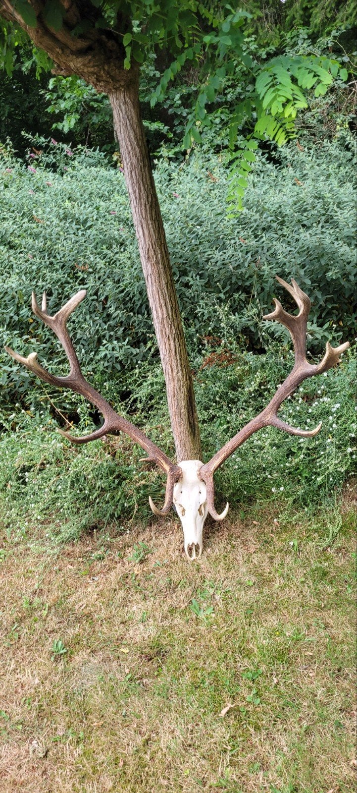 Gewei edelhert geweien jacht jagen jagers, Ophalen, Hert, Gewei of Kop