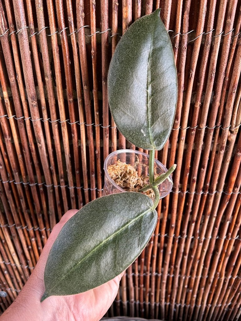 Hoya Calycina Stargazer 🪴, Huis en Inrichting, Kamerplanten, In pot, Minder dan 100 cm, Bloeiende kamerplant, Halfschaduw