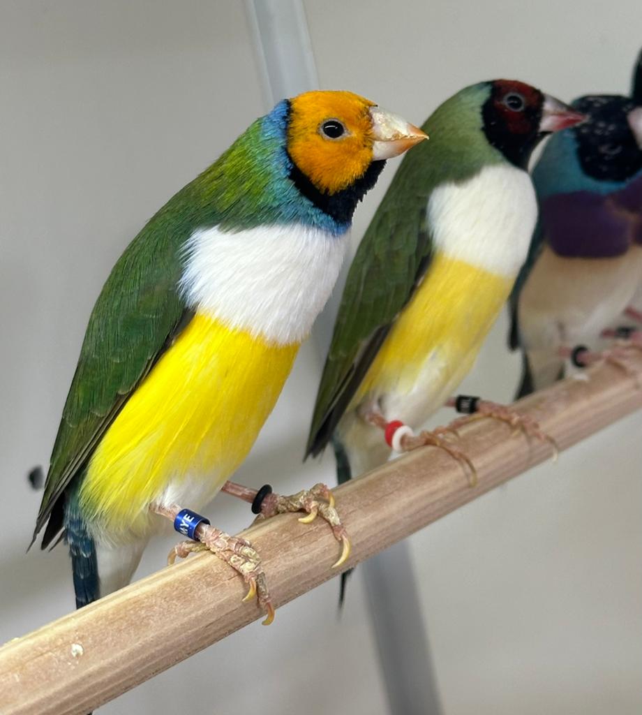Gouldamadines witborst, Meerdere dieren