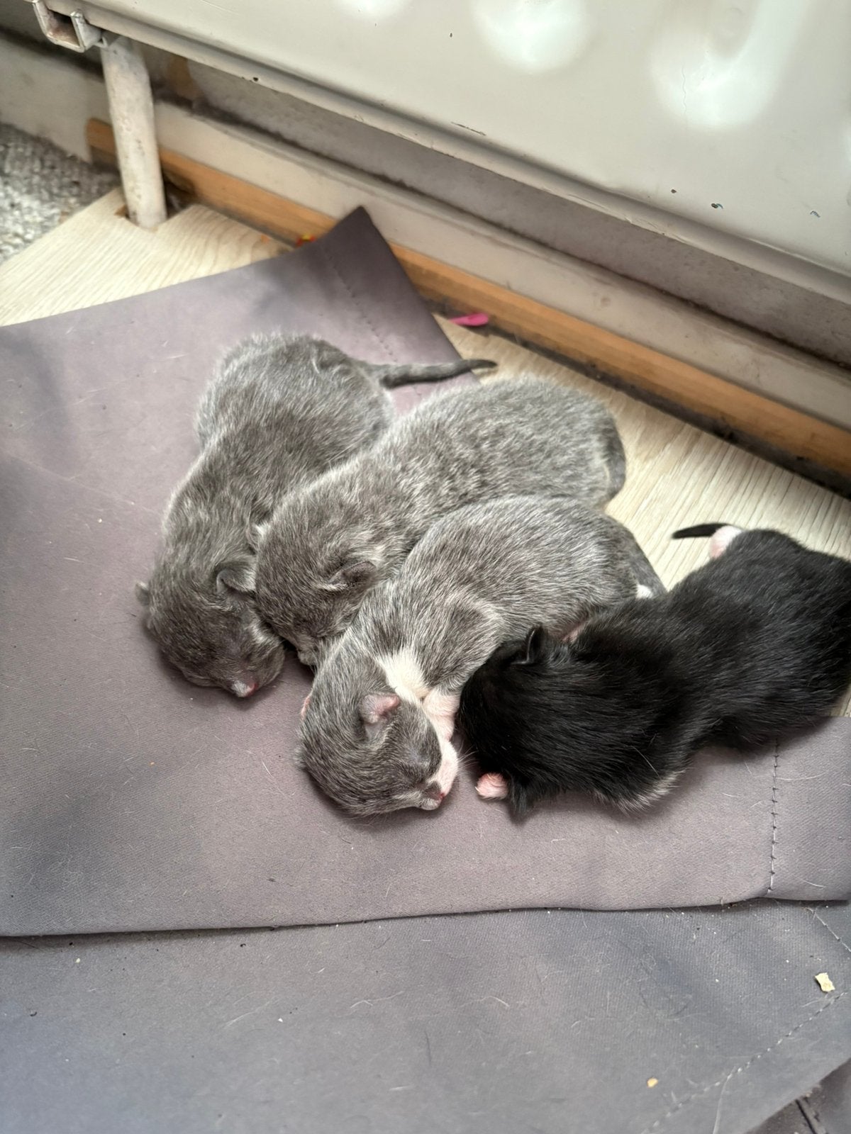 Lieve kittens zoeken binnenkort een nieuw thuis!, Meerdere dieren, 0 tot 2 jaar