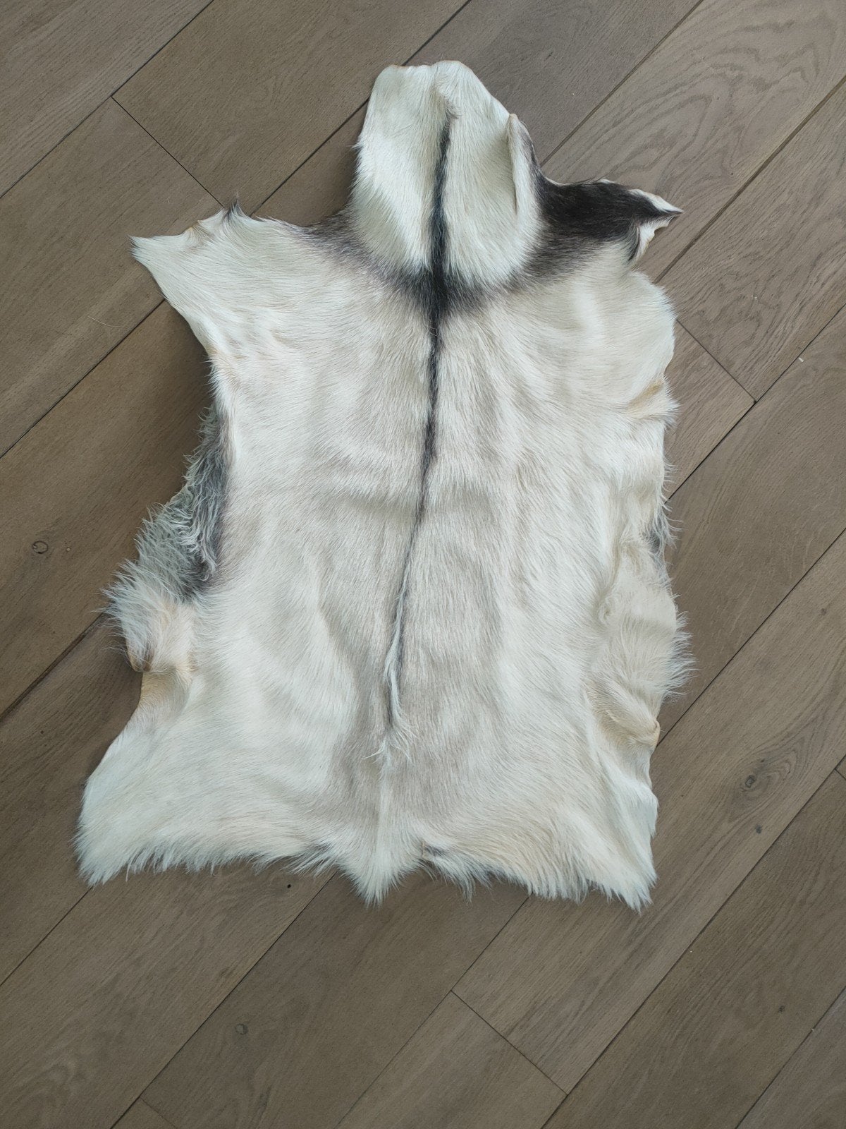 Prachtig geitenvel - Wit met grijze accenten, Gebruikt, 50 tot 100 cm, Natuurlijk, Landelijk, Scandinavisch, 50 tot 100 cm