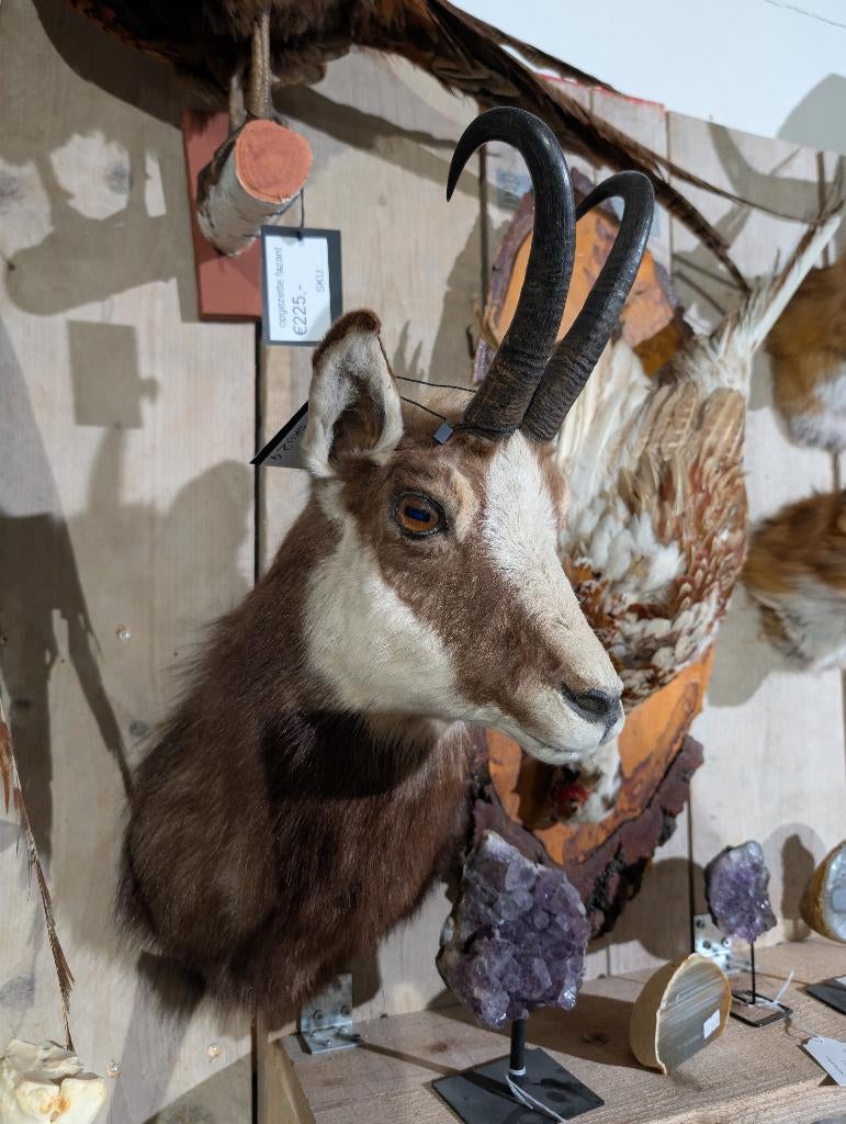 opgezet Alpengems gems borst preparaat hert taxidermie, Verzamelen, Dierenverzamelingen, Ophalen, Wild dier, Opgezet dier