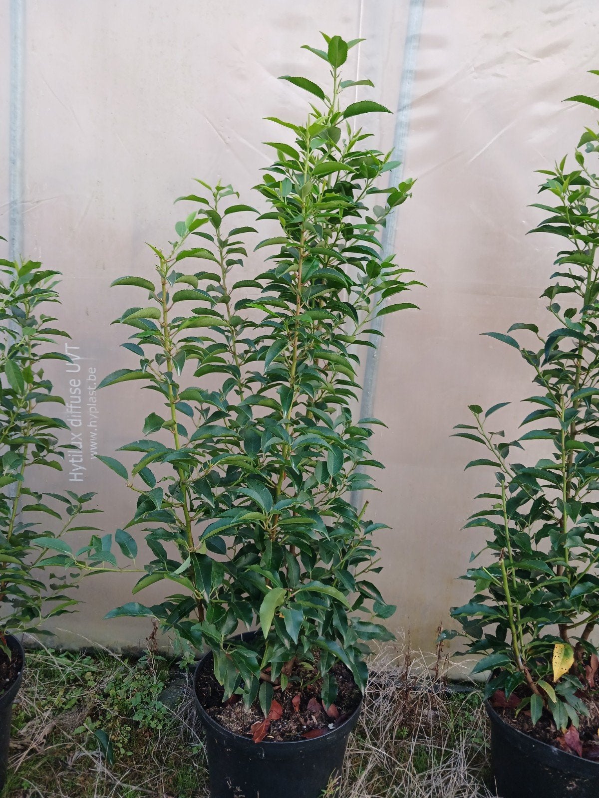 Portugese Laurier - Prunus Lusitanica Angustif⁷olia, Ophalen, Overige soorten, Halfschaduw