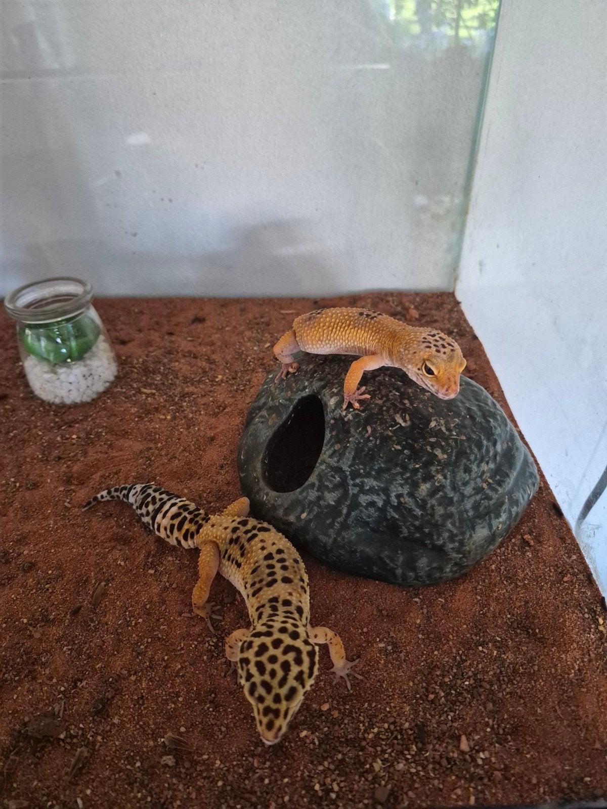 Luipaardgekkoś, Dieren en Toebehoren, Reptielen en Amfibieën, 0 tot 2 jaar