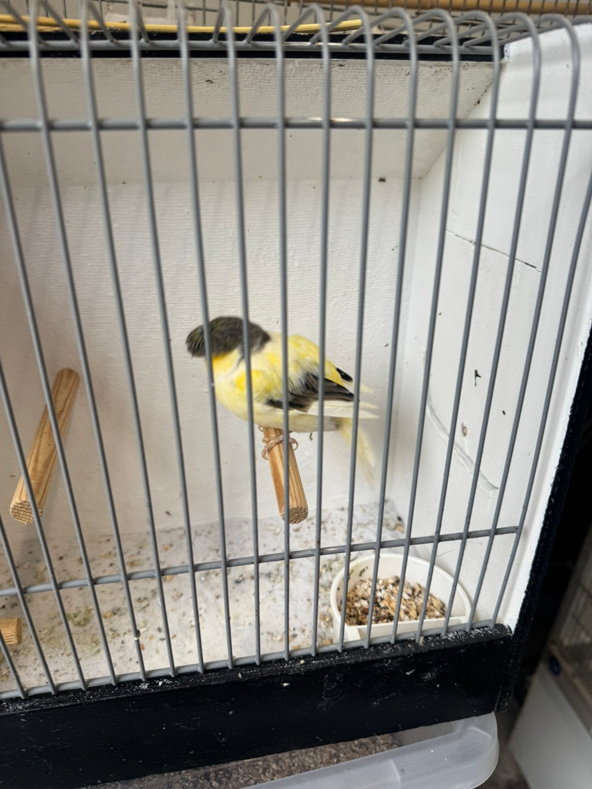 Gloster te koop, Dieren en Toebehoren, Meerdere dieren, Postuurkanarie