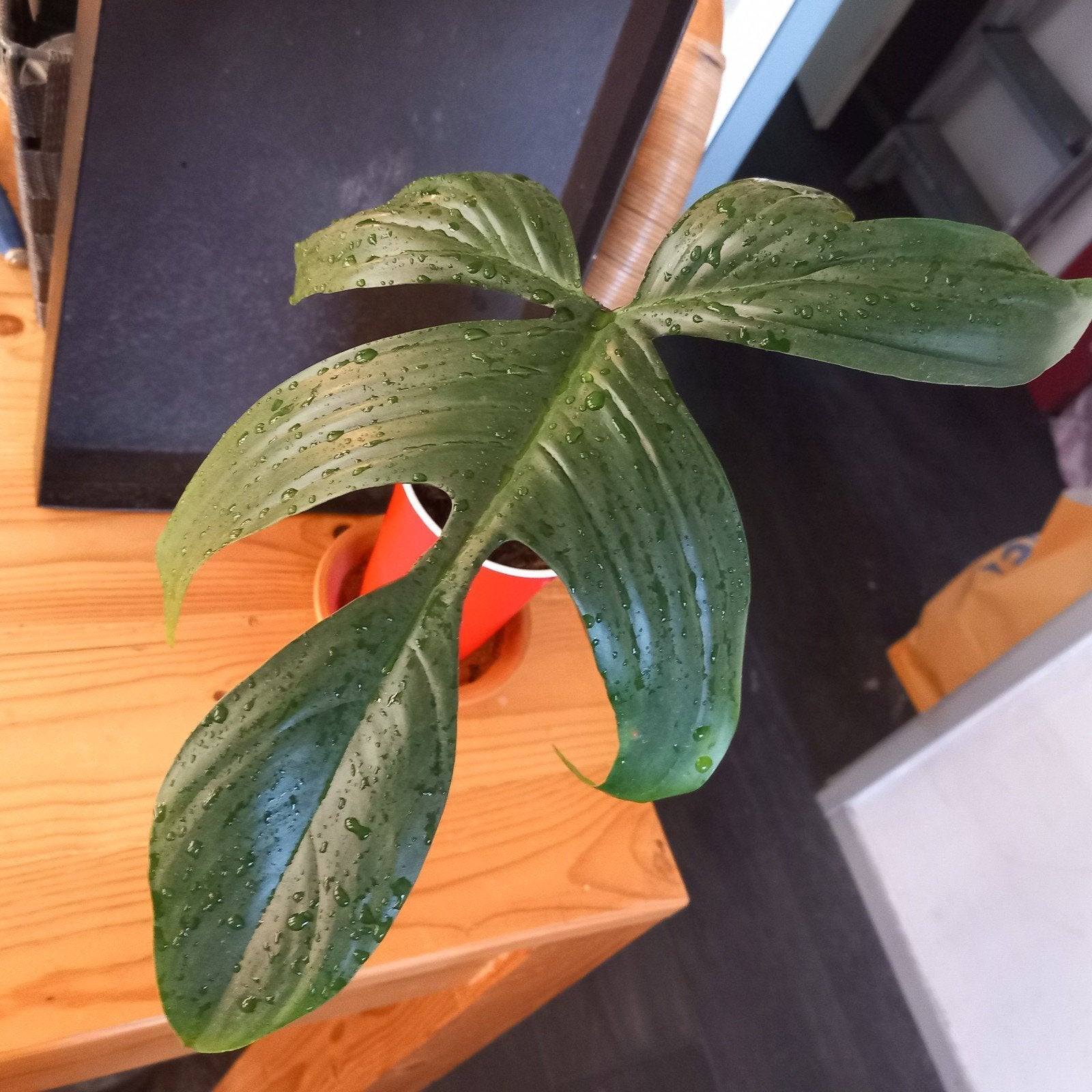 philodendron florida green stek nr 62, Ophalen of Verzenden, Halfschaduw, Minder dan 100 cm