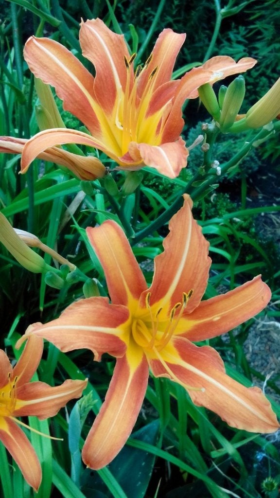 2 grote daglelie Sammy Russel 18ltr pot prijs p/st. vanaf, Volle zon, Vaste plant, Zomer, Ophalen