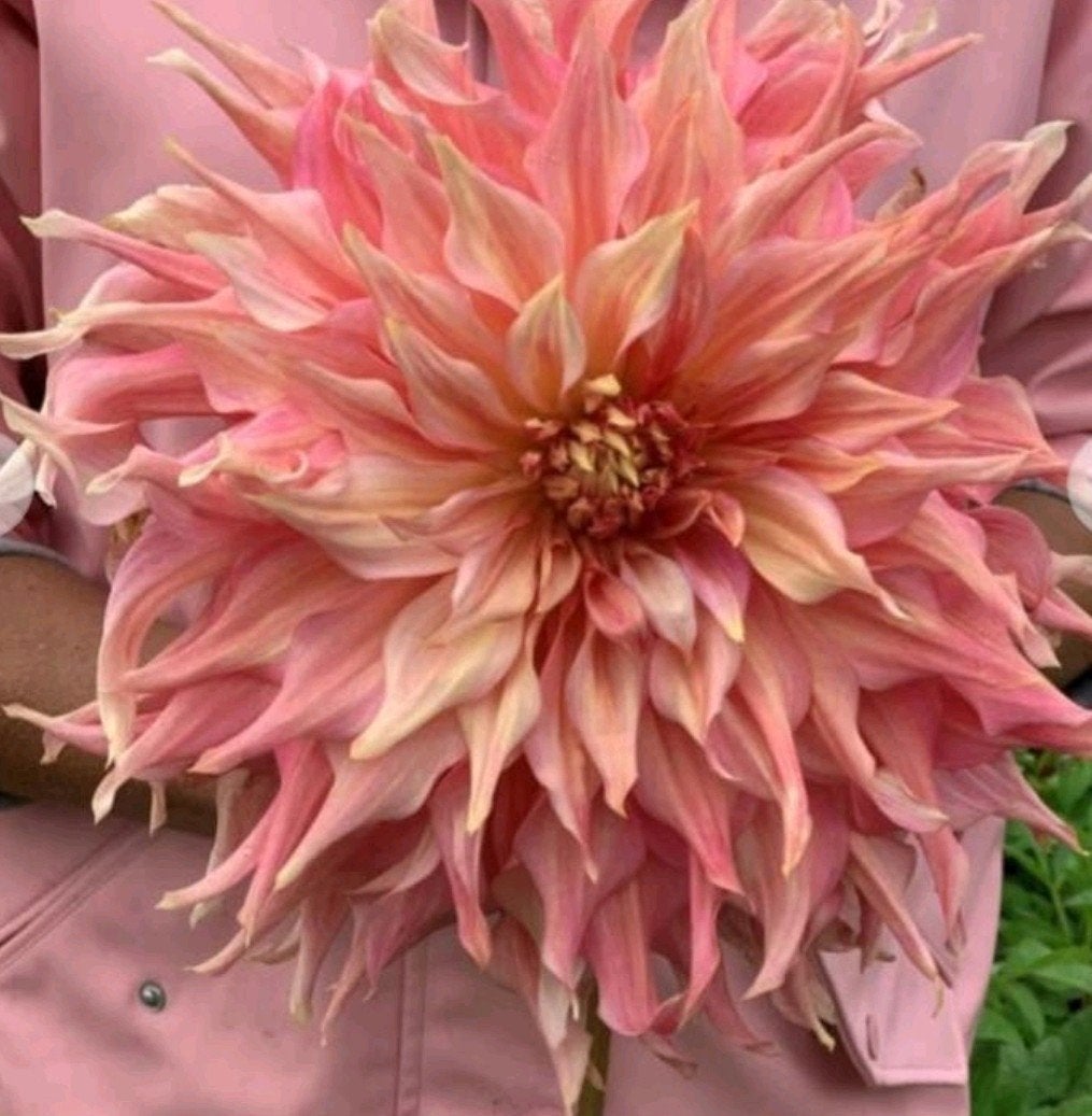Dahlia Penhill Watermelon tuinplant, Tuin en Terras, Bloembollen en Zaden, Ophalen, Volle zon, Knol