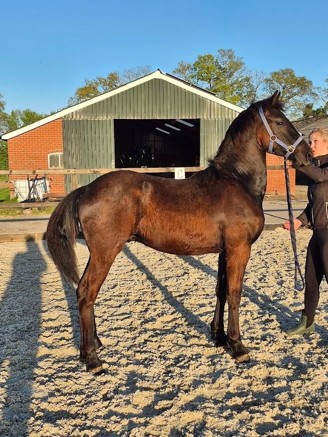 1e premie friese hengst jaarling, Minder dan 160 cm, Met stamboom, Niet van toepassing, Dressuurpaard