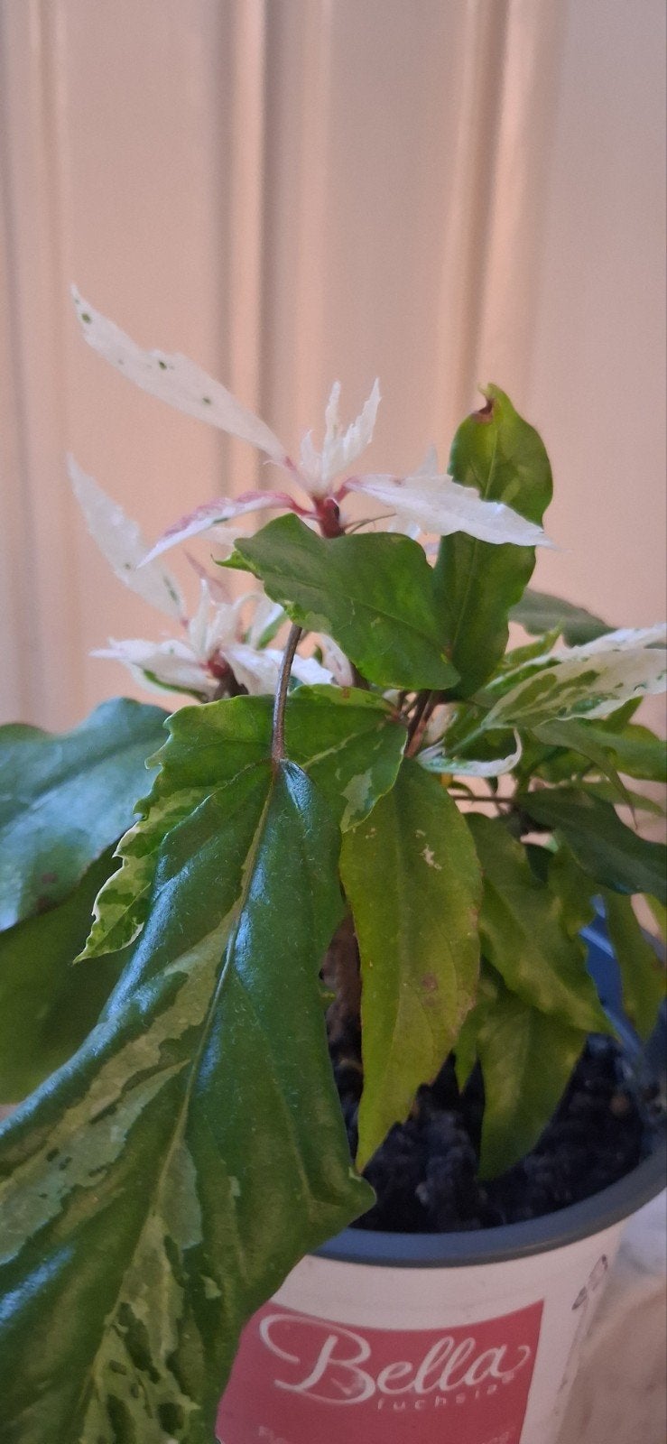 Hibiscus plant of Chinees roos, Ophalen, Halfschaduw, Minder dan 100 cm
