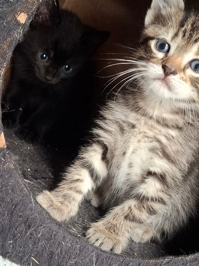 Cyperse en cypers-zwarte kittens, gechipt en gevaccineerd, Meerdere dieren, Kortharig, 0 tot 2 jaar