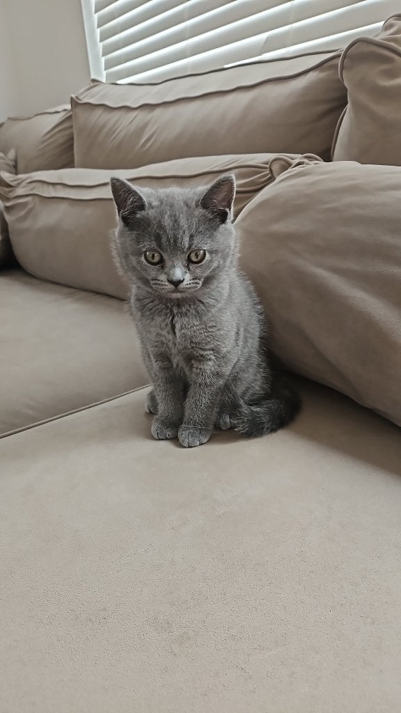 Verliefd in 3,2,1! Ontmoet onze brits Korthaar kitten!, Dieren en Toebehoren, Meerdere dieren, Ontwormd, 0 tot 2 jaar