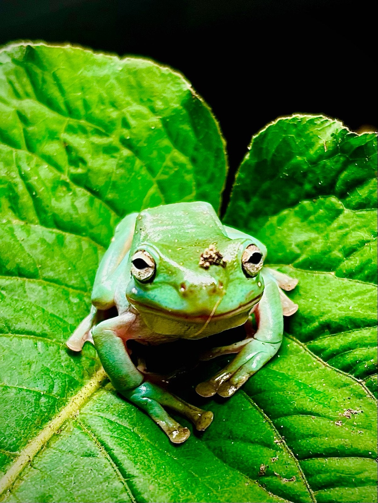 Koraalteen boomkikker paartje (met mogelijk terrarium), Amfibie, 0 tot 2 jaar