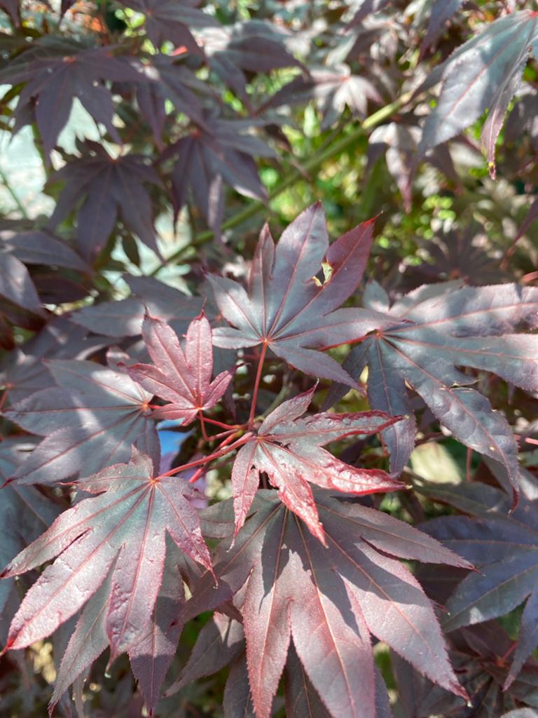 Japanse Esdoorn 'Atropurpureum' - Prachtige Rode Bladeren, Tuin en Terras, Planten | Tuinplanten, Vaste plant, Bloeit niet, Halfschaduw