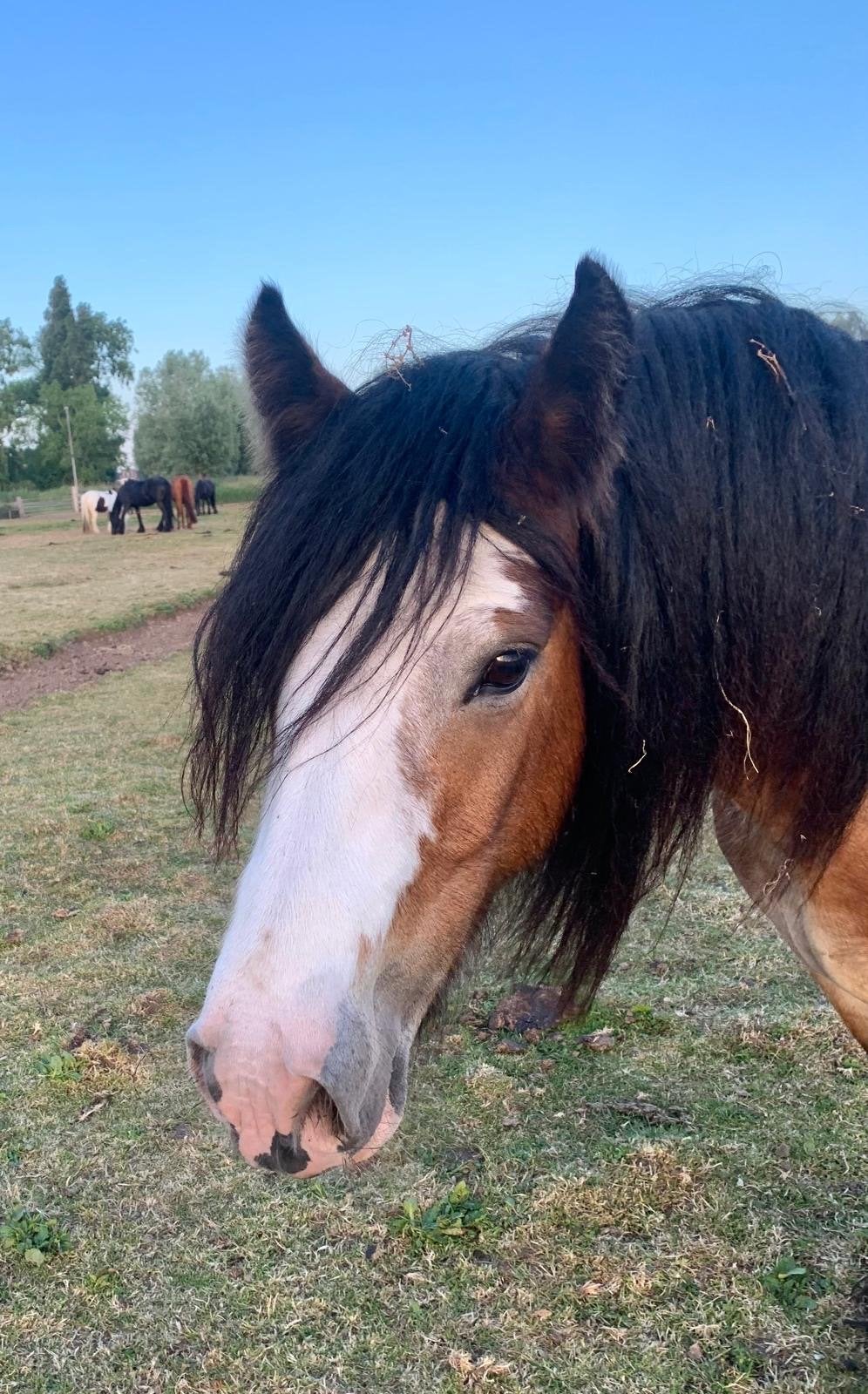 Sprookjes tinker merrie, Dieren en Toebehoren