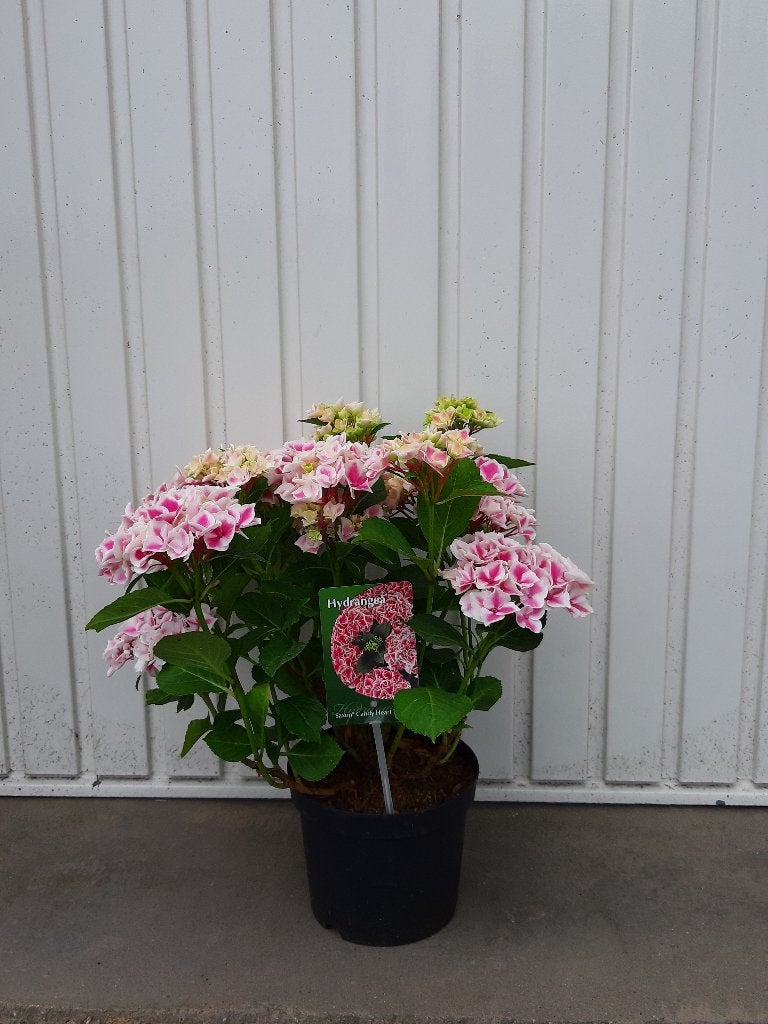 Hortensia) hydrangea saxon candy heart pink, Vaste plant, Halfschaduw, Zomer, Ophalen