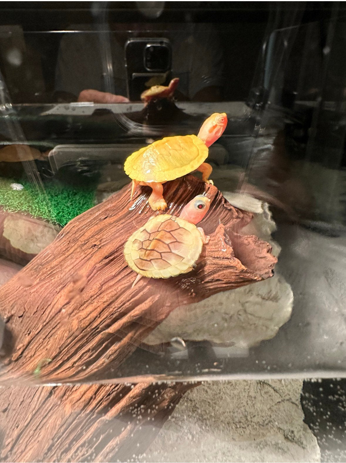 Albino Geelroodwand schildpad - babies (zeer zeldzaam), Dieren en Toebehoren, Ophalen of Verzenden, Nieuw, Overige typen