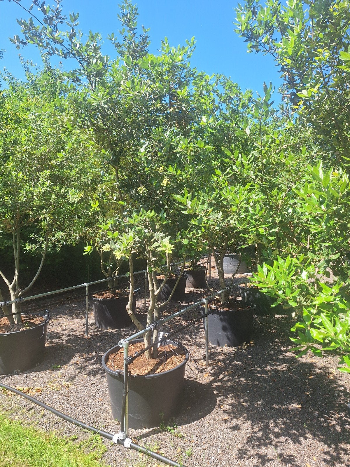 Meerstammige steeneik,  quercus ilex multistam, Bloeit niet, Overige soorten, 250 tot 400 cm, Ophalen