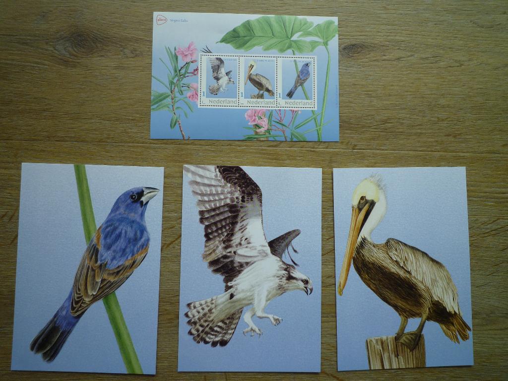 Blauwe Bisschop visarend bruine pelikaan vogels Saba, Ophalen of Verzenden, 1980 tot heden, Vogel