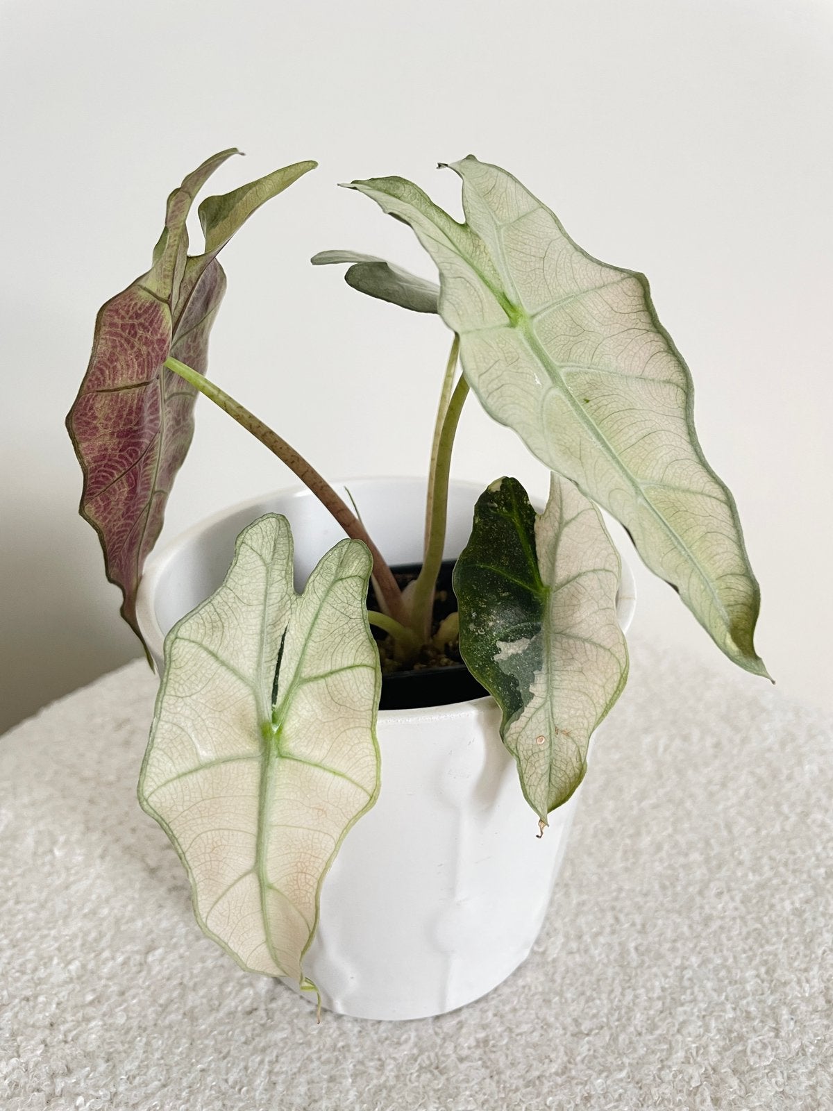 Alocasia amazonica polly pink mint variegata, Ophalen of Verzenden, Halfschaduw, Minder dan 100 cm
