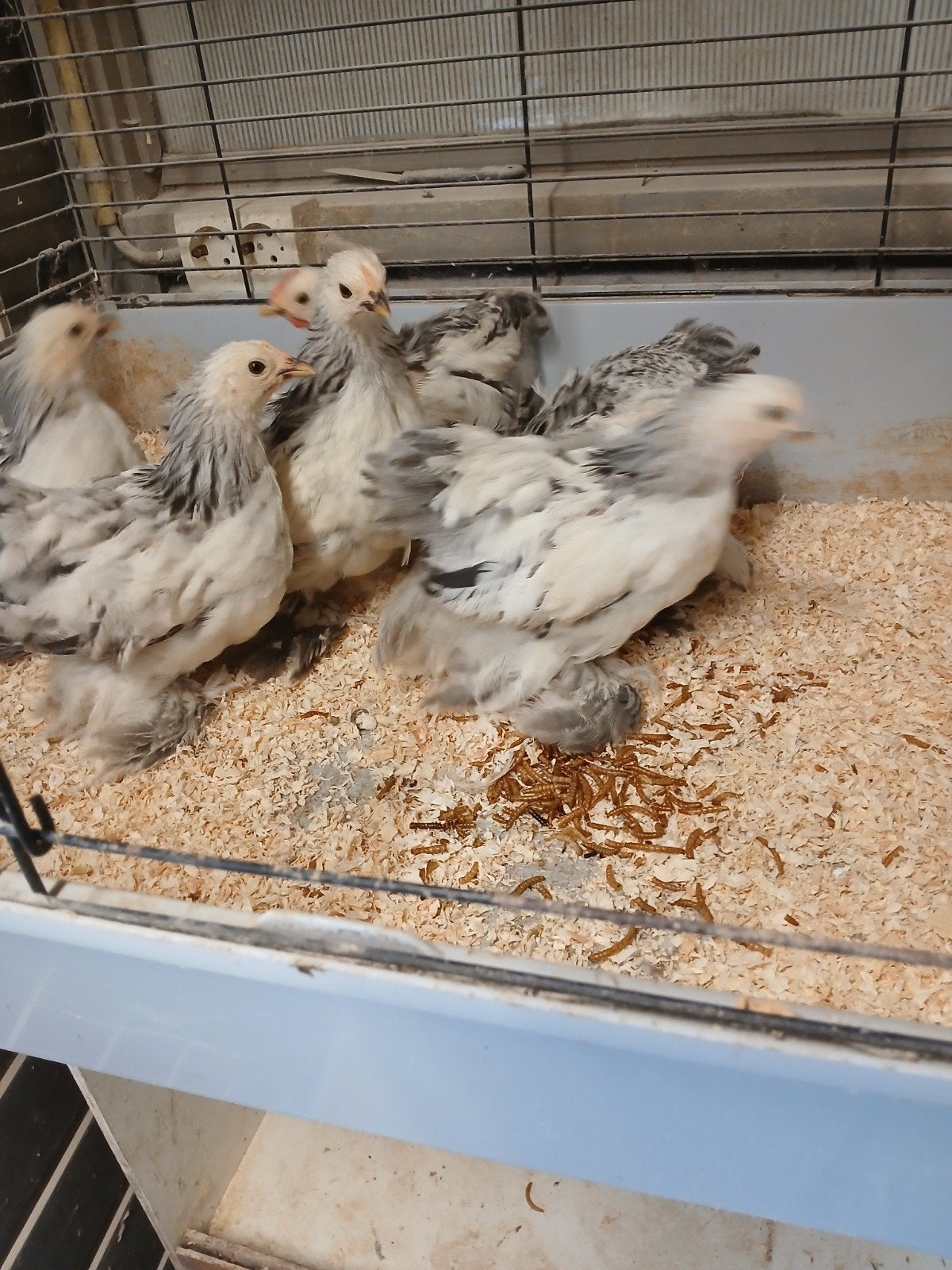Mooie cochinkrielen isabel en columbia kleur, Meerdere dieren, Kip