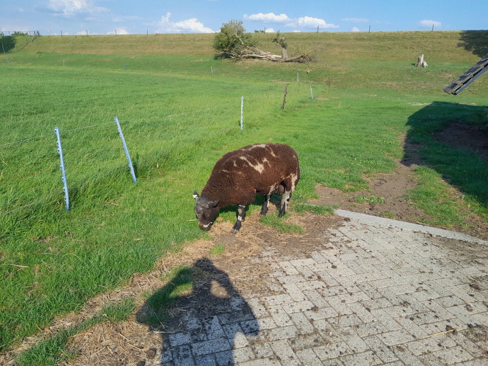 overjarige zwartbonte dekram, Mannelijk, Schaap