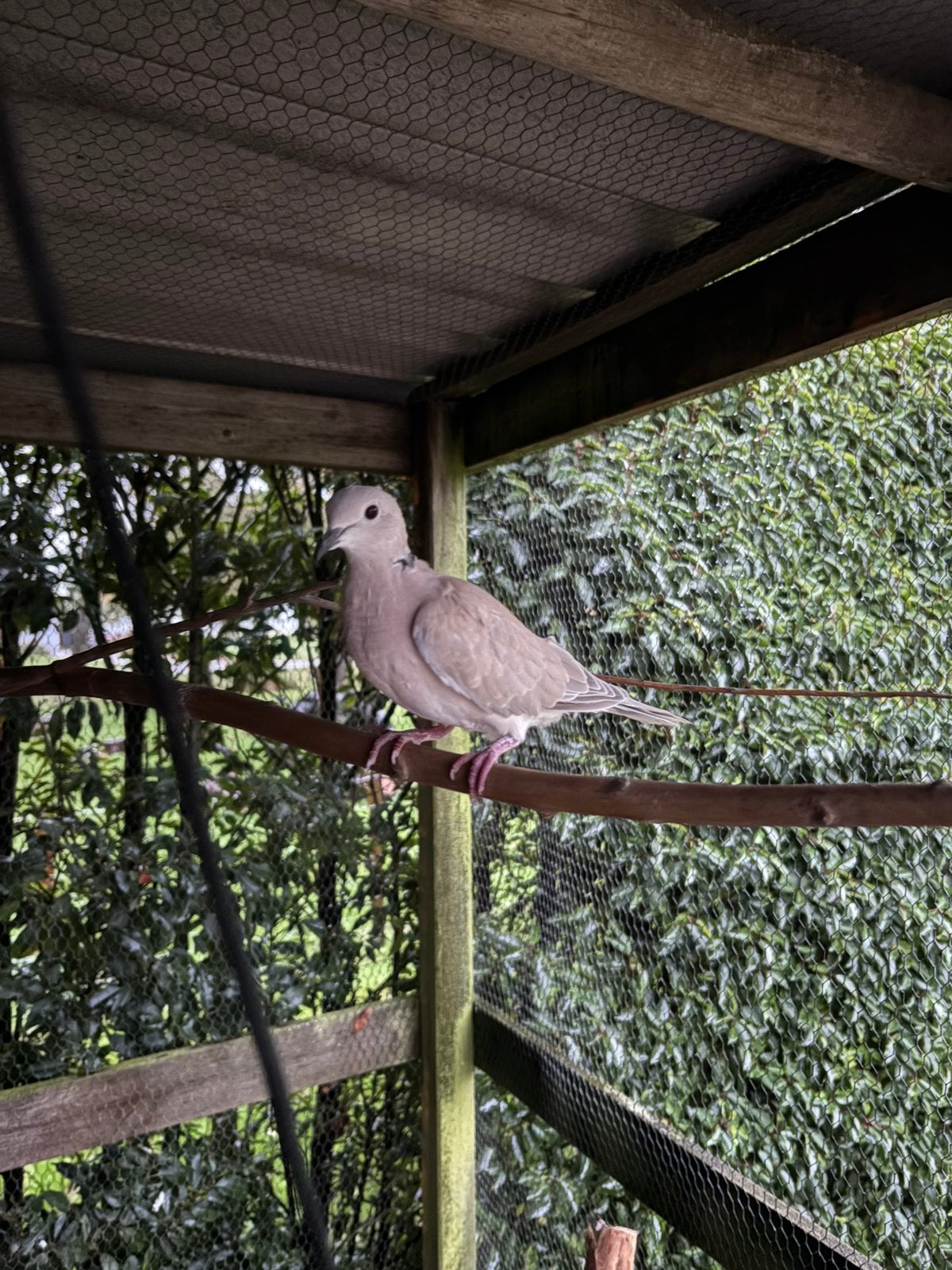 Jong tortel duif wildkleur, Geslacht onbekend, Tortelduif