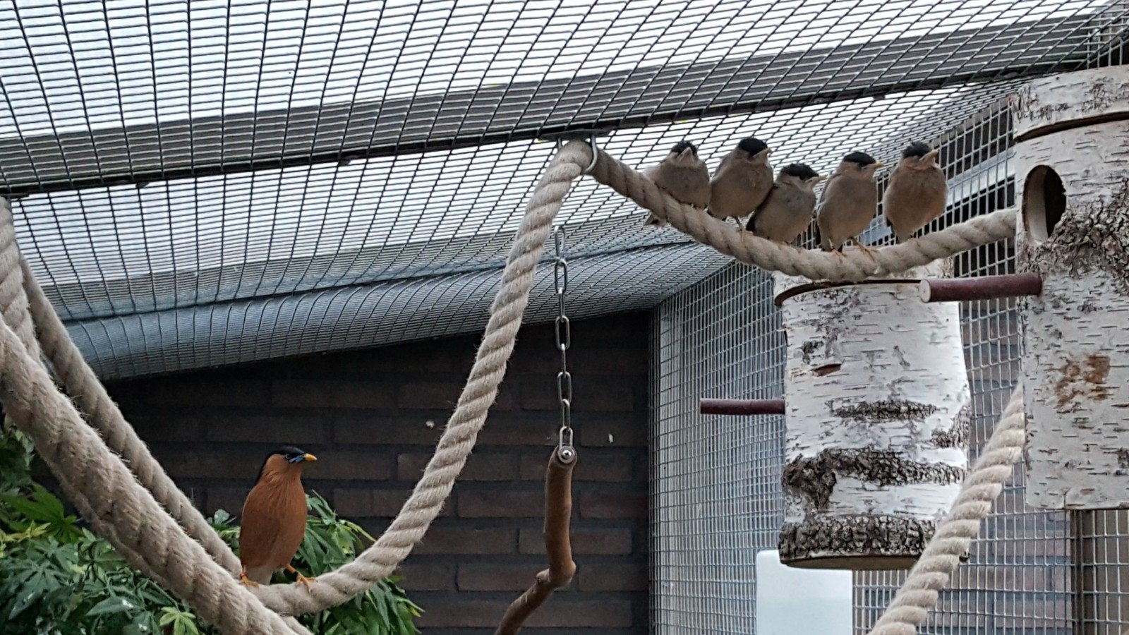 Pagodespreeuw Pagode Spreeuw Pop 2026, Vrouwelijk, Tropenvogel, Geringd