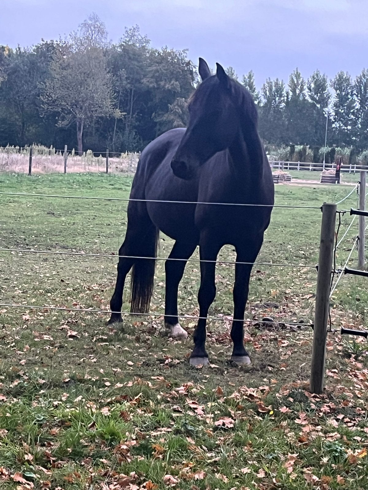 Complete weide omheining, Ophalen of Verzenden