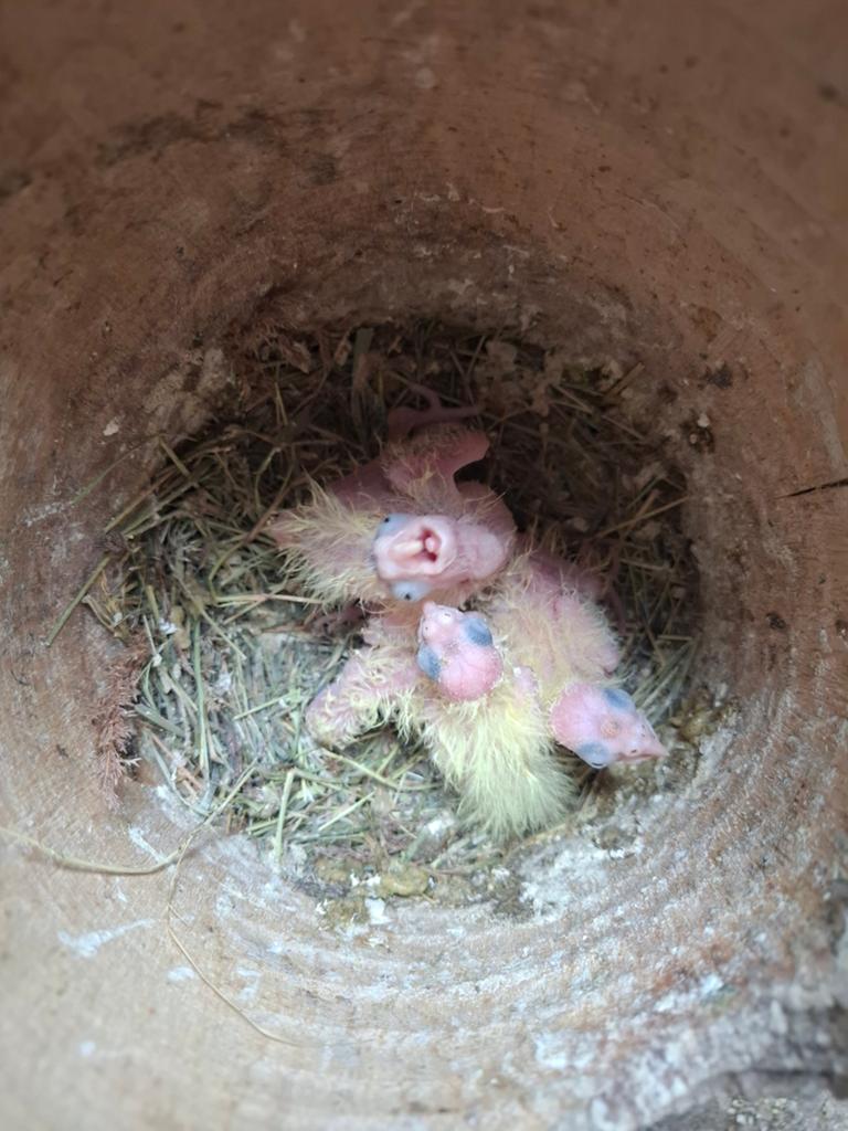 5 Jonge valkjes te koop: 37,50 per stuk, Dieren en Toebehoren, Vogels | Parkieten en Papegaaien, Meerdere dieren, Parkiet