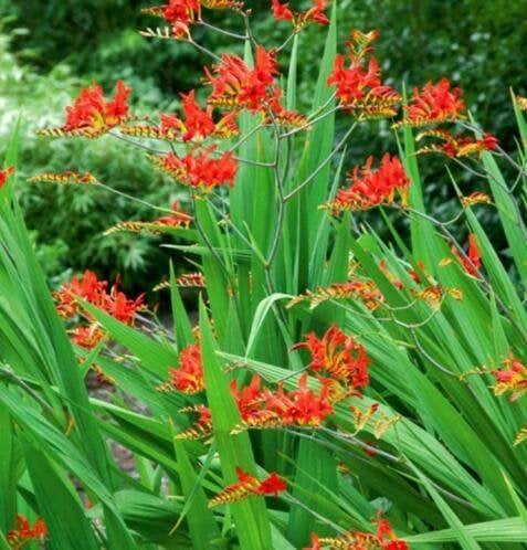 crocosmia rood, Ophalen of Verzenden, Gehele jaar, Volle zon, Bloembol