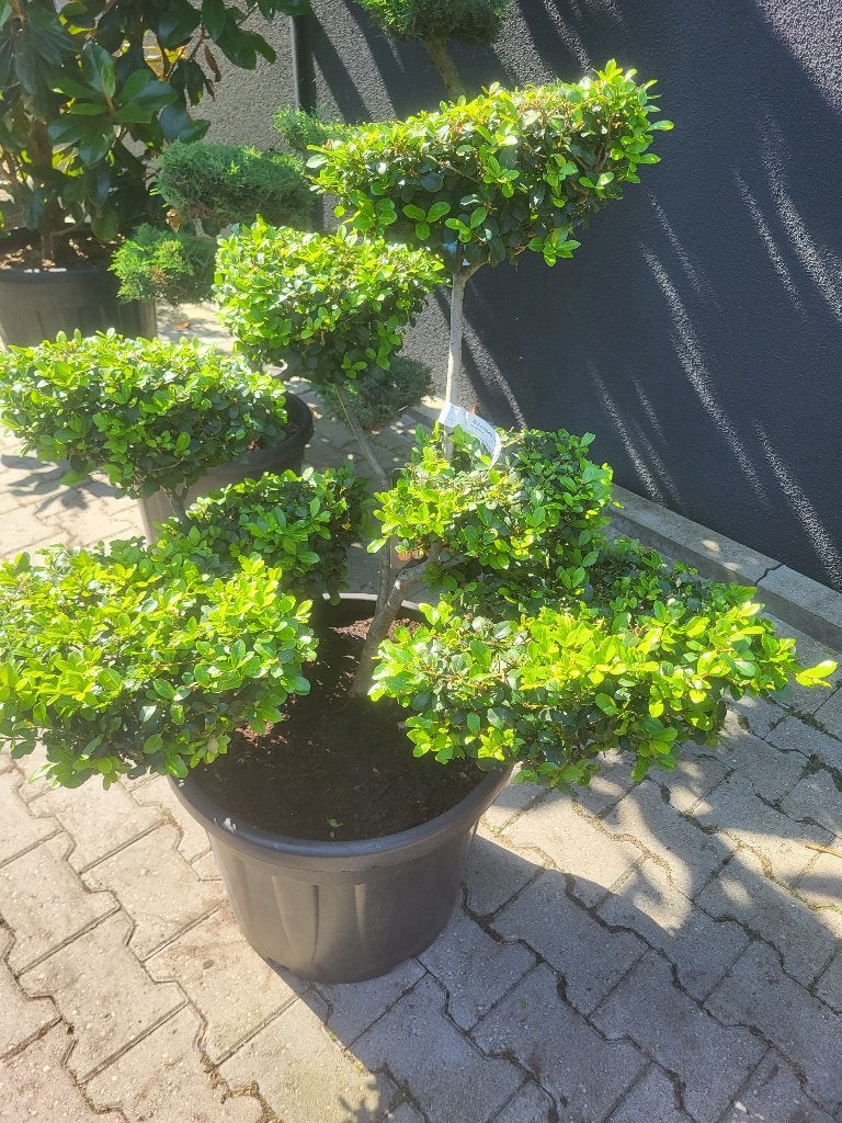 Ilex crenata"Green Lustre"bonsai, Tuin en Terras, Volle zon, Vaste plant, Bloeit niet, Ophalen