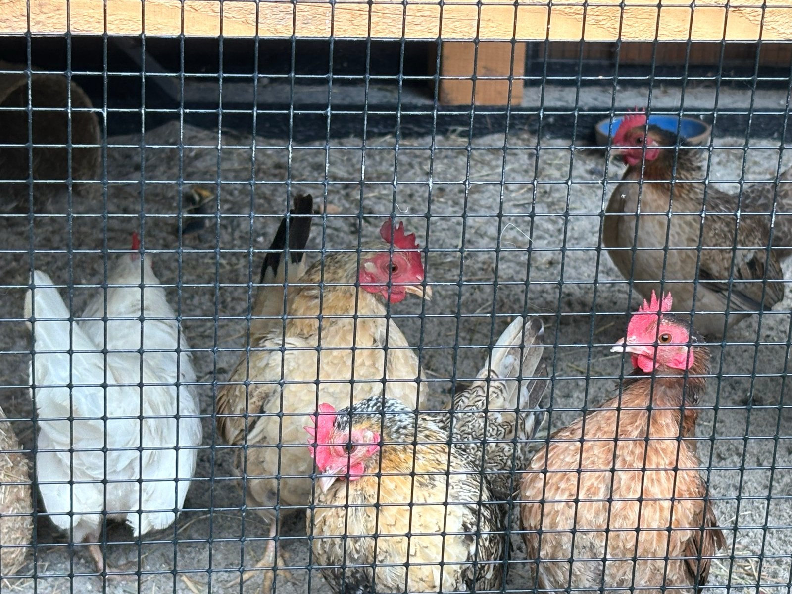 Zoeken een goed tehuis voor 5 Serama kipjes, Dieren en Toebehoren, Pluimvee, Vrouwelijk, Kip