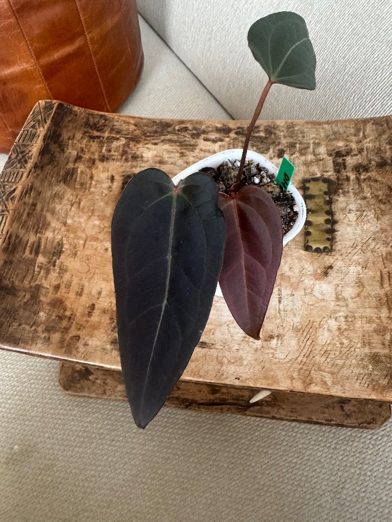 Anthurium, Overige soorten, Minder dan 100 cm, Bloeiende kamerplant, Halfschaduw