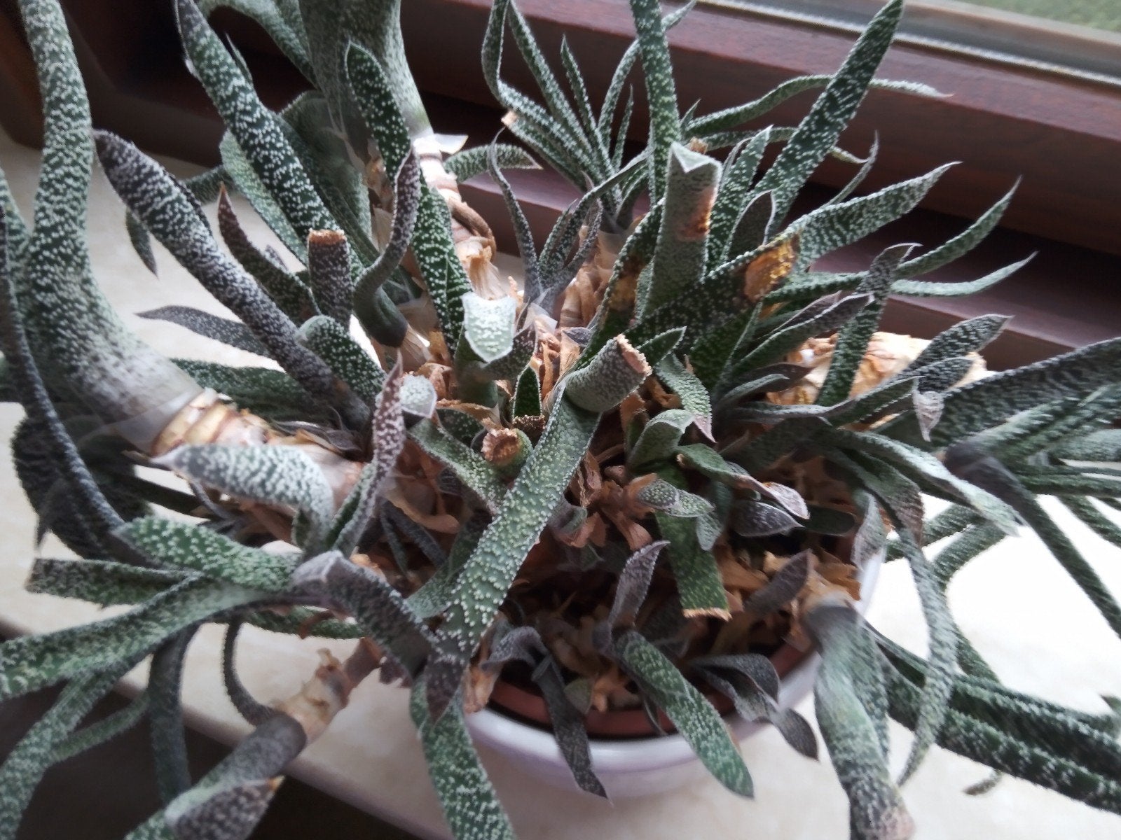 Gasteria kamerplant met roze bloemetjes in marmeren overpot, Ophalen, Vetplant, Halfschaduw, In pot