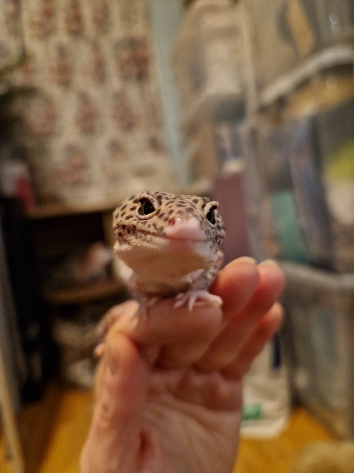 luipaardgekko