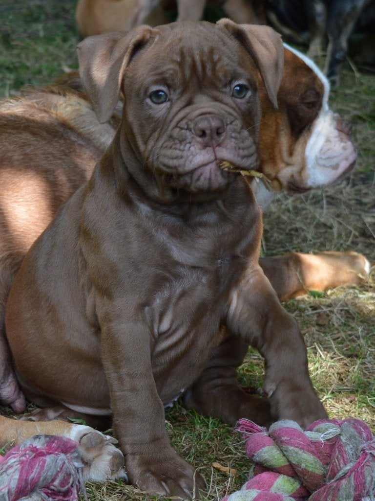 Old English Bulldog pups MOGEN VERHUIZEN !!!, Parvo, 8 tot 15 weken, Bulldog, Meerdere