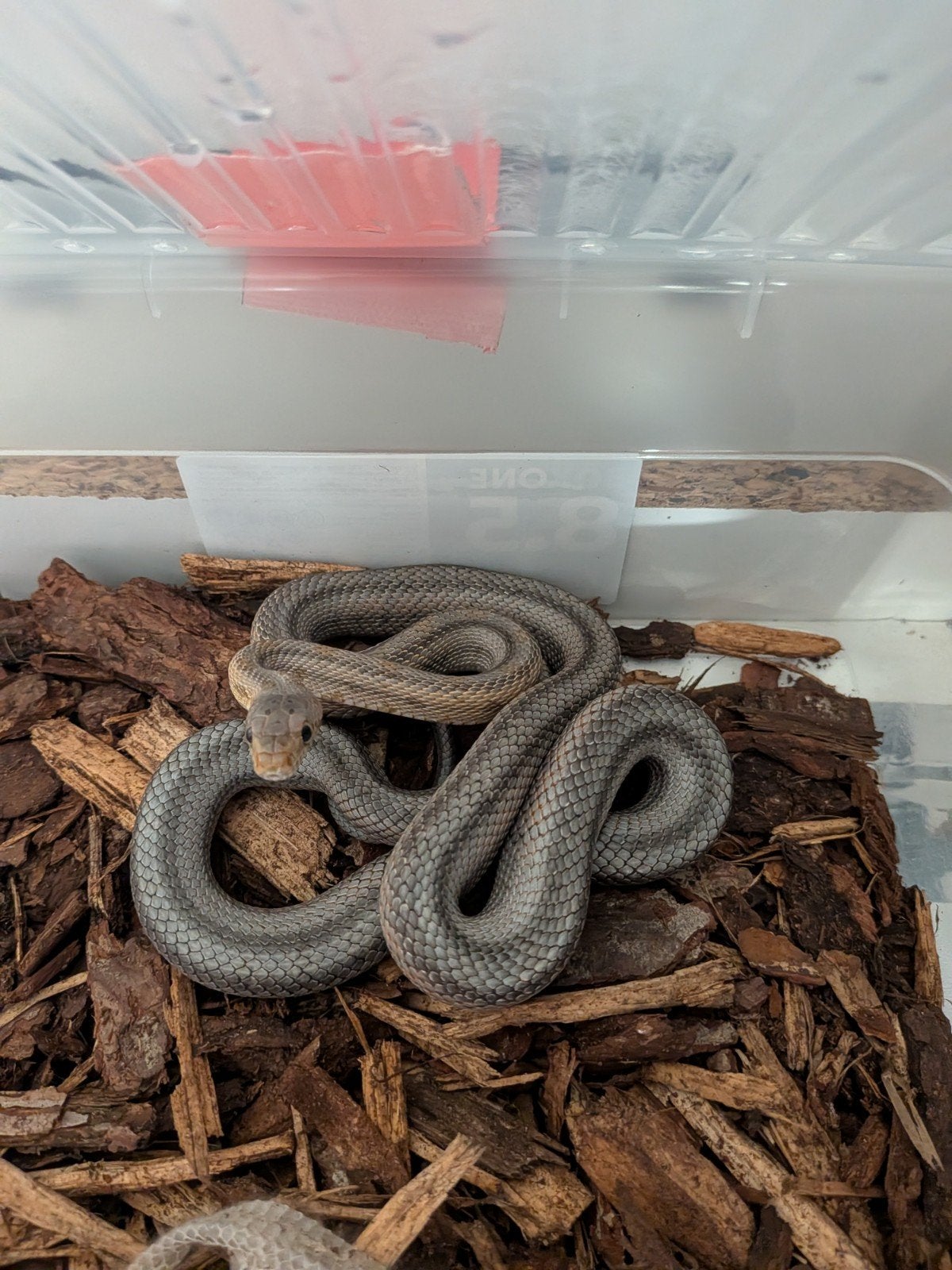 Pantherophis bairdi  0.1 het hypo cb2024 Rat Snake photo 2