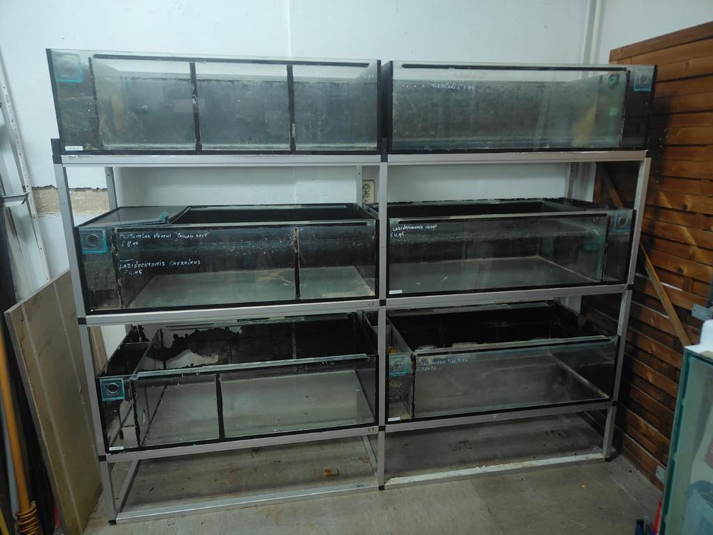 Aquarium stelling met 6 + 2 aquariums, Dieren en Toebehoren, Vissen | Aquaria en Toebehoren, Ophalen, Gebruikt, Leeg aquarium