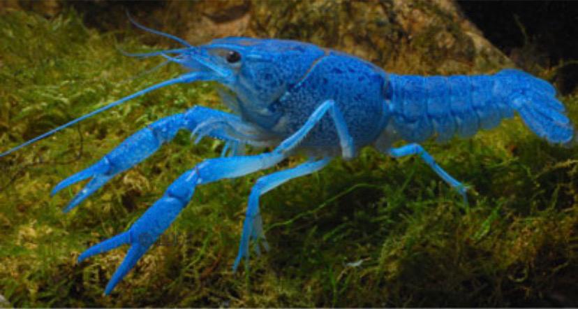 Blauwe florida kreeft, Vis