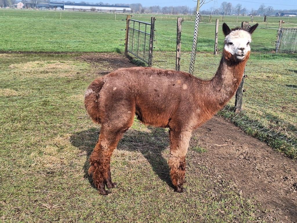 Alpaca dekhengst te koop, Dieren en Toebehoren, Juli, Mannelijk