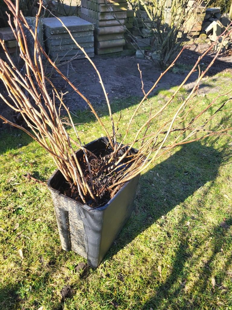 Frambozenstruik. Mooi voor de zomer mooie sterke plant, Ophalen, Overige soorten, Struik, Minder dan 100 cm