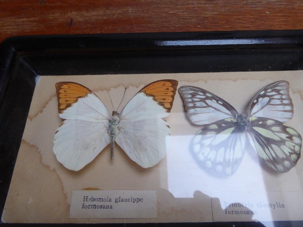 Vintage vlinders in lijst (2), Antiek en Kunst, Ophalen of Verzenden