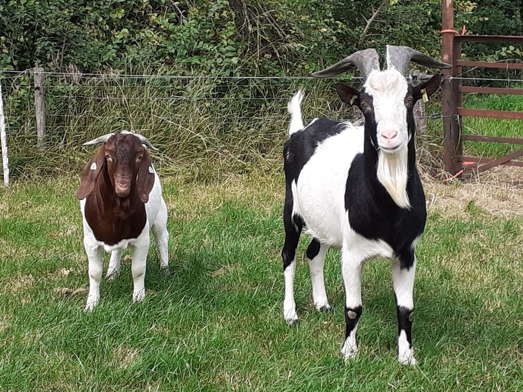 mooie zwartbonte bok, Dieren en Toebehoren, Mannelijk, Geit