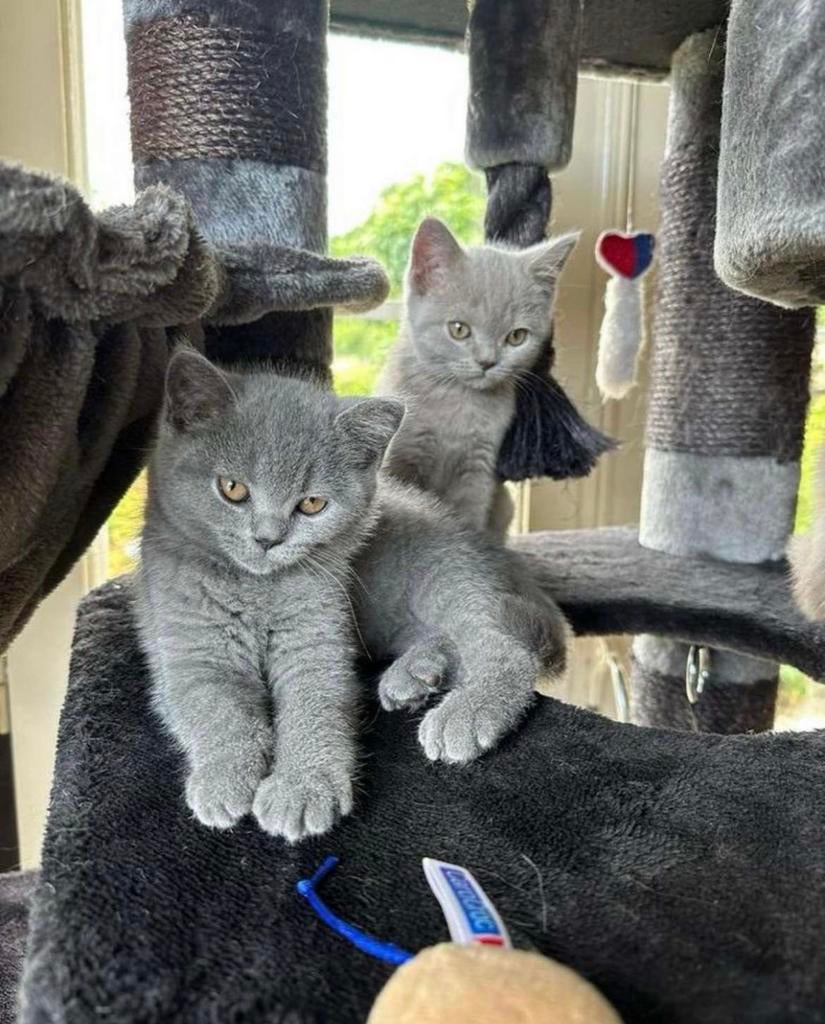 Britse korthaar kittens, Meerdere dieren, Ontwormd